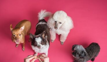 Disaster Preparedness Plan: Have You Included Your Pet?