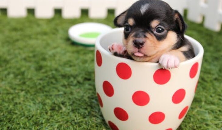 What Attributes Characterize a Successful Veterinary Clinic Owner?