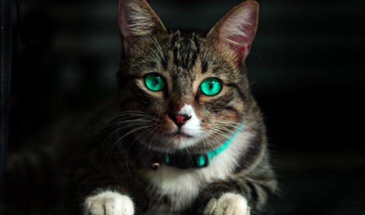 Oral Problems and Preventive Practices