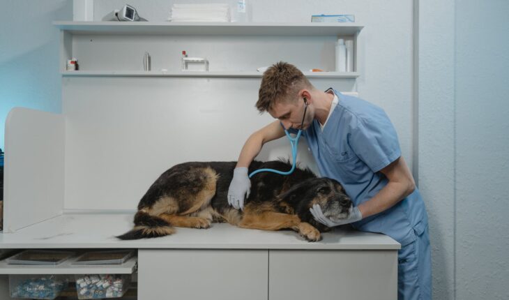 A Guide to Oral Problems That Require Tooth Extraction in Pets