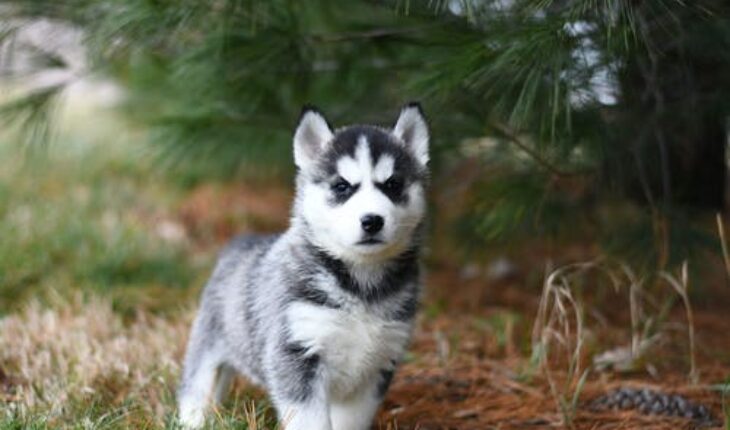 Equip Yourself With the Basic First Aid for Pet Emergencies