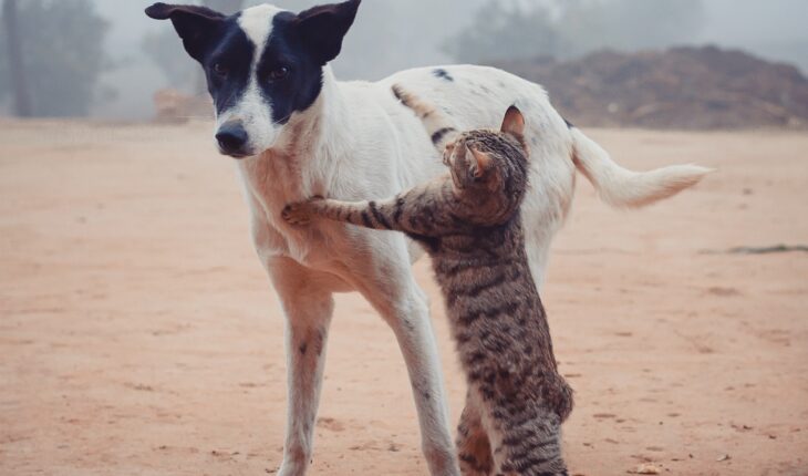 Ensuring That Your Service Animal Is Truly Cared For Ensuring That Your Service Animal Is Truly Cared For