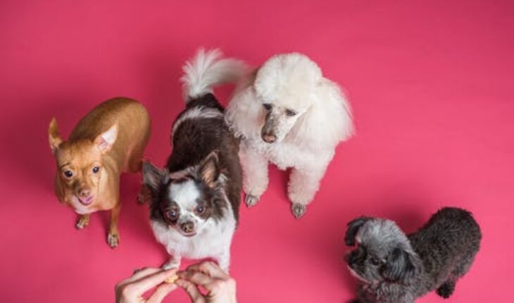 Pregnant Dog: Observable Indications