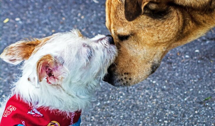 Five Typical Ailments That Affect Dogs