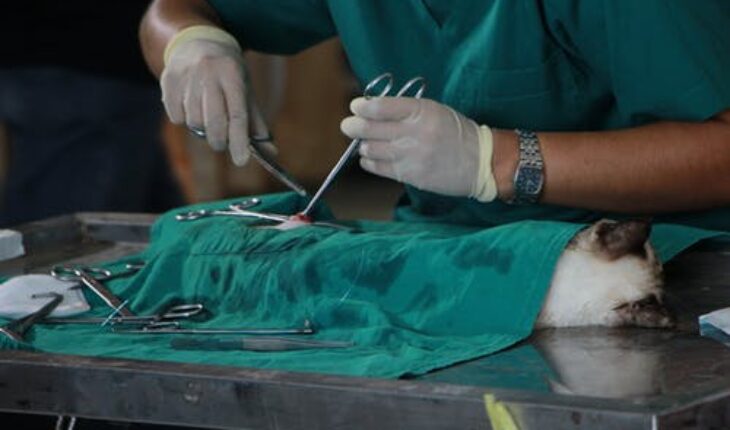 5 Major Pet Emergency Situations