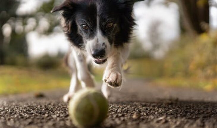 Animal Care: Benefits of Pet Wellness Plans