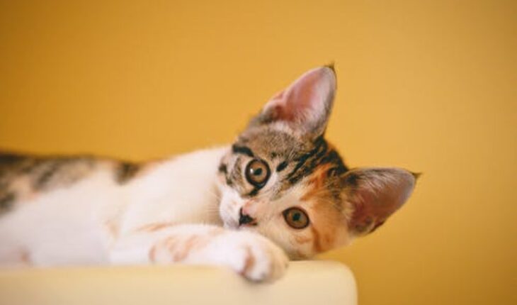 Yellow Dog Teeth: How Can You Make It White Again?