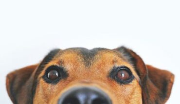 Pet Care: 3 Signs of Dog Seizure to Look Out for