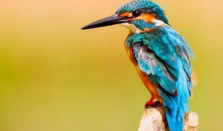 Pet Health and Wellness: The Key to a Balanced Diet